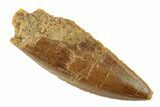 Serrated, Raptor Tooth - Real Dinosaur Tooth #268753-1